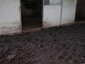 mud proof paddock 10